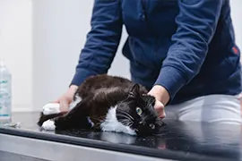 Katze auf Behandlungstisch